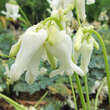 Dicentra 'Ivory Hearts': Bild 2/5