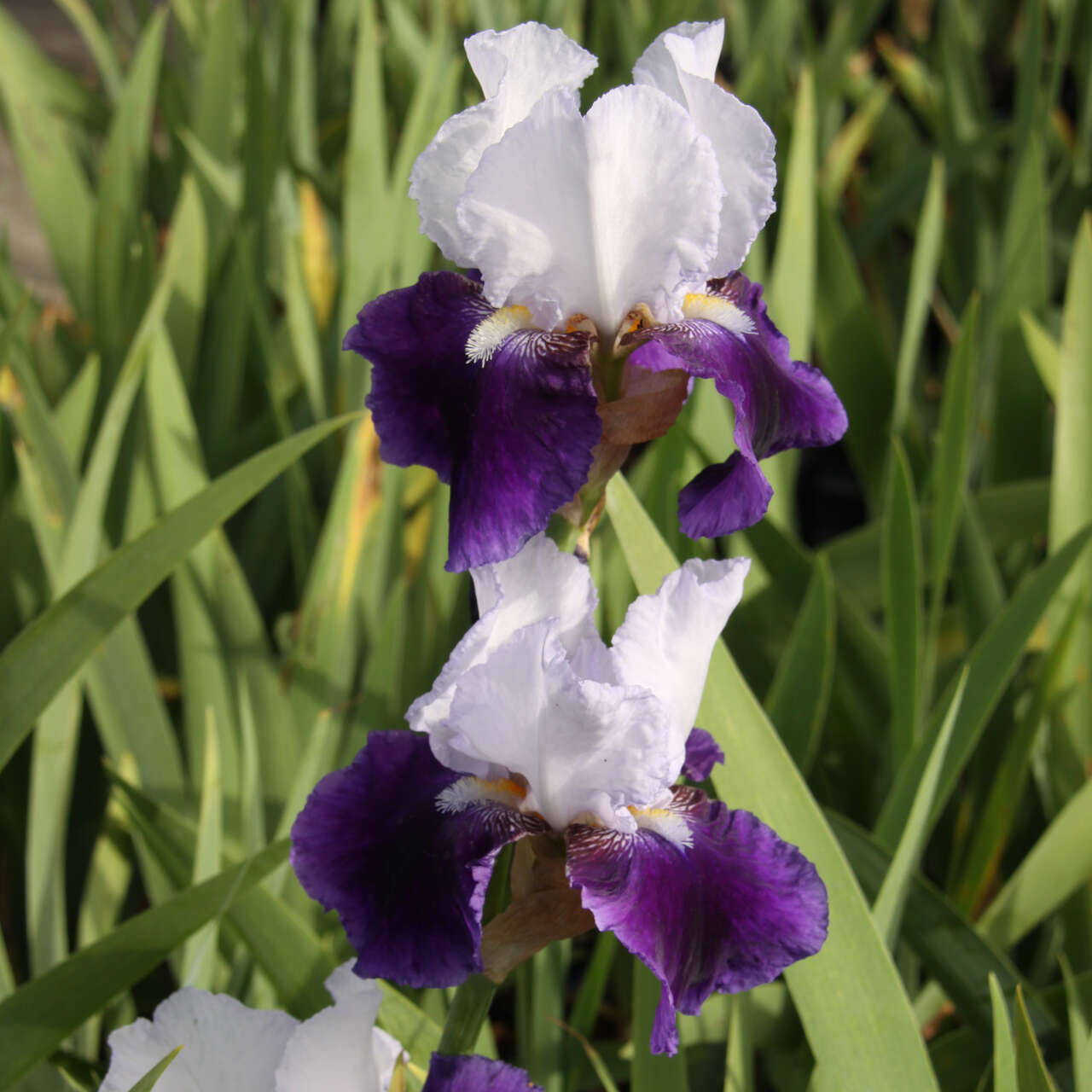 Hohe Schwertlilie, Iris Iris germ. 'Boysenberry Buttercup' violett