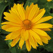 Heliopsis helianth. 'Mars': Bild 1/3