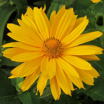 Heliopsis helianth. 'Mars'