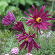 Pulsatilla vulgaris 'Papageno': Bild 6/9
