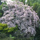 Kolkwitzia amabilis - Kolkwitzie