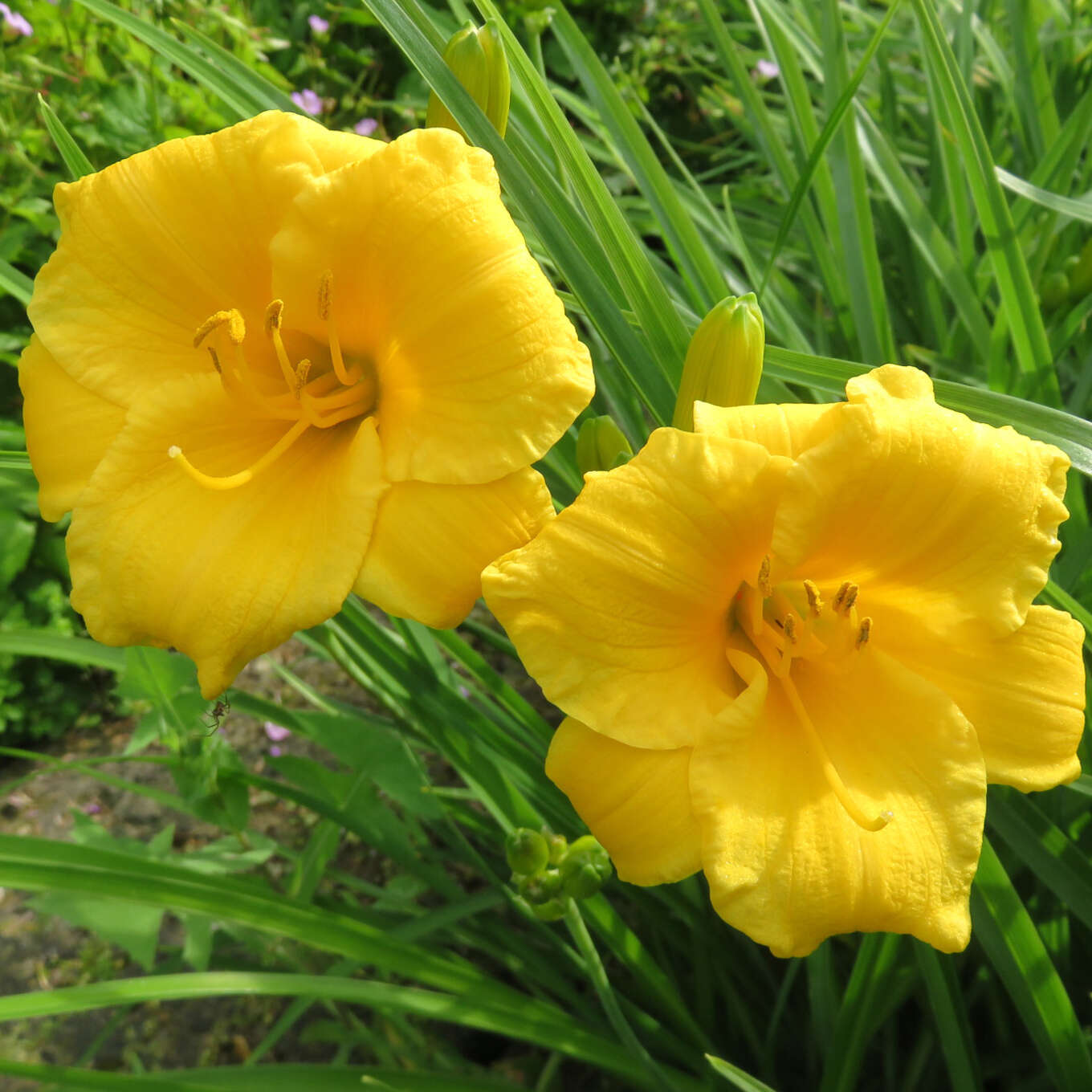 Mein Schoner Garten Kleinblutige Taglilie Stella De Oro
