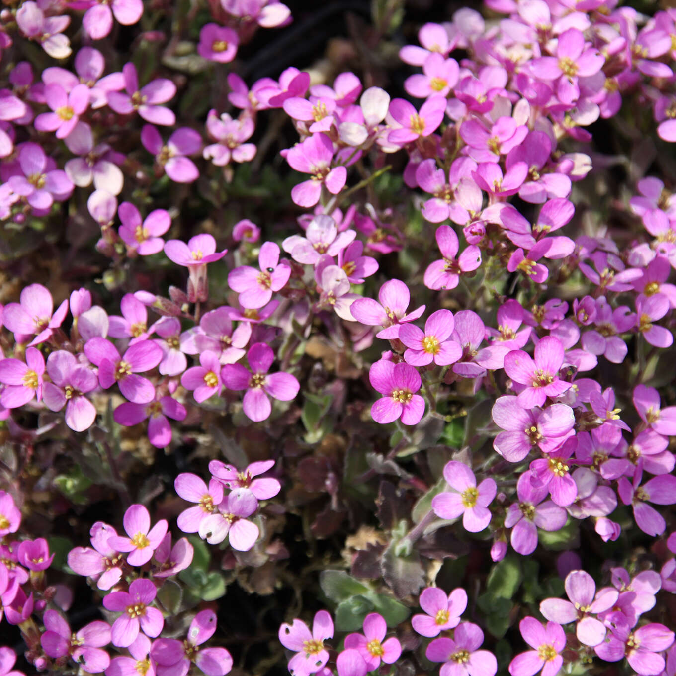 Gänsekresse Arabis caucasica rosa