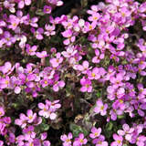 Arabis caucasica 'Compinkie' - Gänsekresse