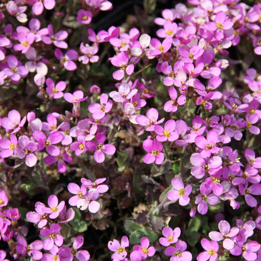 Gänsekresse Arabis caucasica 'Hedi' rosa