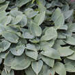 Hosta 'Hadspen Blue': Bild 2/4