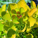 Cotinus coggygria 'Golden Spirit' - Gelbblättriger Perückenstrauch