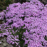 Phlox subulata 'G.F. Wilson' - Polsterphlox