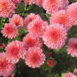 Chrysanthemum kor. 'Colibri': Bild 1/1