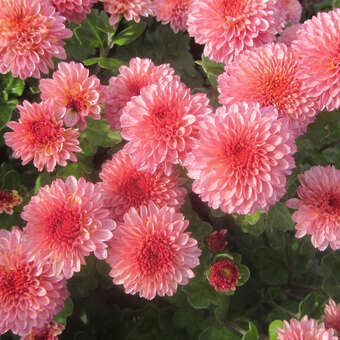 Chrysanthemum kor. 'Colibri'