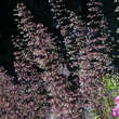 Heuchera micrantha 'Palace Purple': Bild 2/6