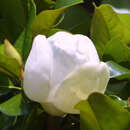 Immergrüne Magnolie - Magnolia grandiflora 'Francois Treyve'