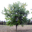Cladrastis kentukea: Bild 1/6