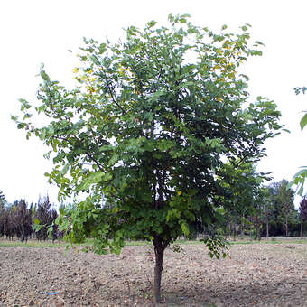 Cladrastis kentukea