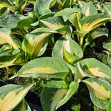 Hosta 'Beach Boy' - Funkie, Herzlilie