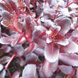 Sedum 'Touchdown Teak': Bild 1/1