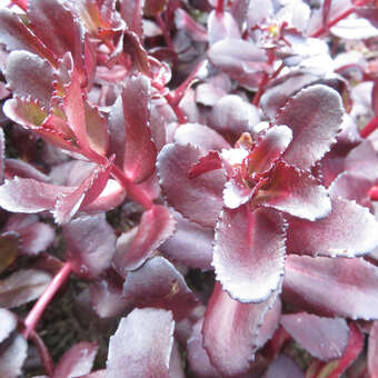 Sedum 'Touchdown Teak'
