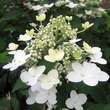 Hydrangea paniculata 'Wim's Red': Bild 1/4