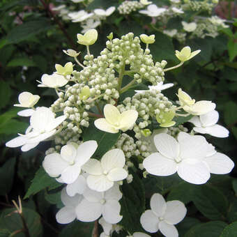 Hydrangea paniculata 'Wim's Red'