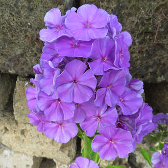 Phlox paniculata 'Blue Paradise'