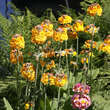 Primula bulleesiana: Bild 1/1