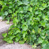 Hedera hibernica - Irischer Efeu