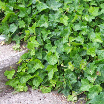 Hedera hibernica