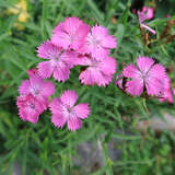 Dianthus collinus - Hügelnelke