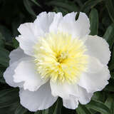 Paeonia lactiflora 'Honey Gold' - Pfingstrose