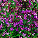 Silene schafta - Leimkraut