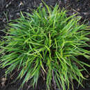 Luzula pilosa 'Igel' - Haarmarbel, Waldmarbel