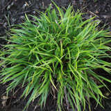 Luzula pilosa 'Igel' - Haarmarbel, Waldmarbel