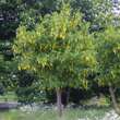 Laburnum anagyroides: Bild 2/5