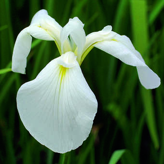 Iris ensata 'Mont Blanc'