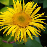 Inula orientalis - Echter Alant, Goldmargerite