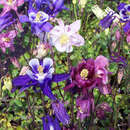 Aquilegia caer. 'Riesenmischung' - Akelei