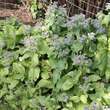 Borago officinalis: Bild 5/5