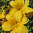 Hemerocallis 'Cartwheels': Bild 4/6