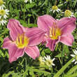 Hemerocallis 'Blue Sheen': Bild 3/6