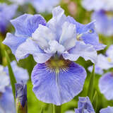 Iris sibirica 'Mission Bay' - Sibirische Schwertlilie