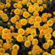 Chrysanthemum kor. 'Copycat': Bild 2/3
