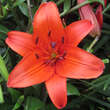 Lilium 'Flying Wing': Bild 1/1