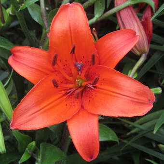 Lilium 'Flying Wing'
