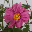 Anemone japonica 'Margarete': Bild 2/3