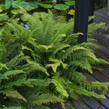 Polystichum aculeatum - Glanz-Schildfarn