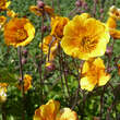 Geum 'Carlskaer': Bild 3/4
