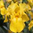 Iris germ. 'Harvest of Memories': Bild 1/2