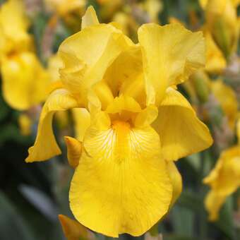 Iris germ. 'Harvest of Memories'