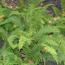 Polystichum setiferum 'Herrenhausen' - Weicher Schildfarn